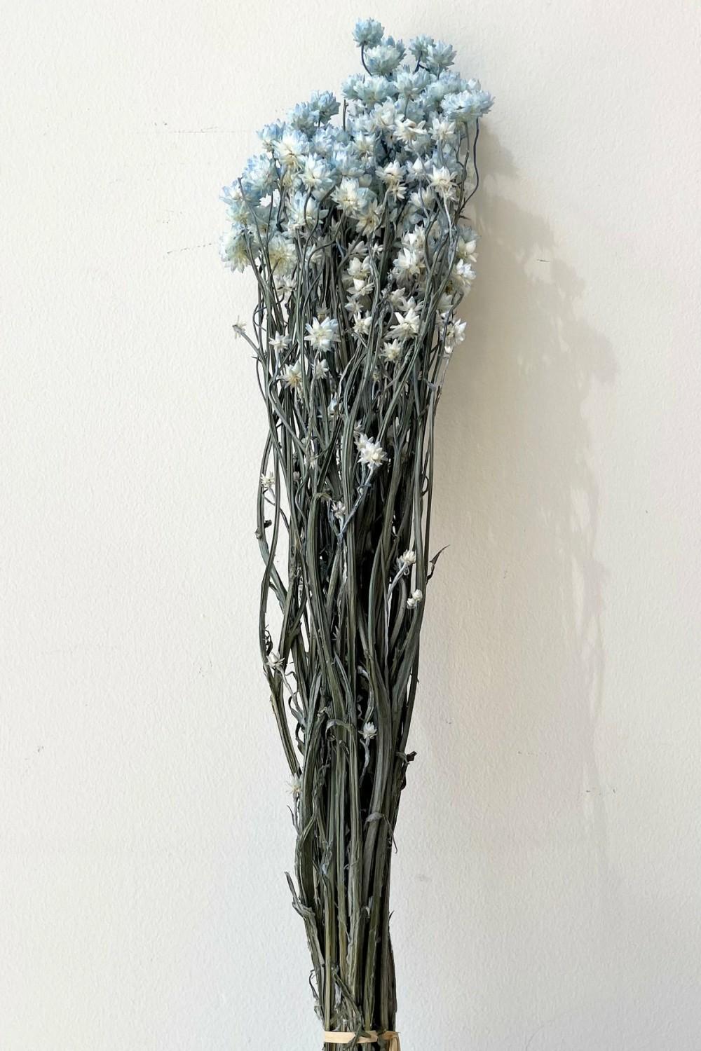 Preserved Floral |   Ammobium Light Blue Color Preserved Bunch Floral Preserved Floral