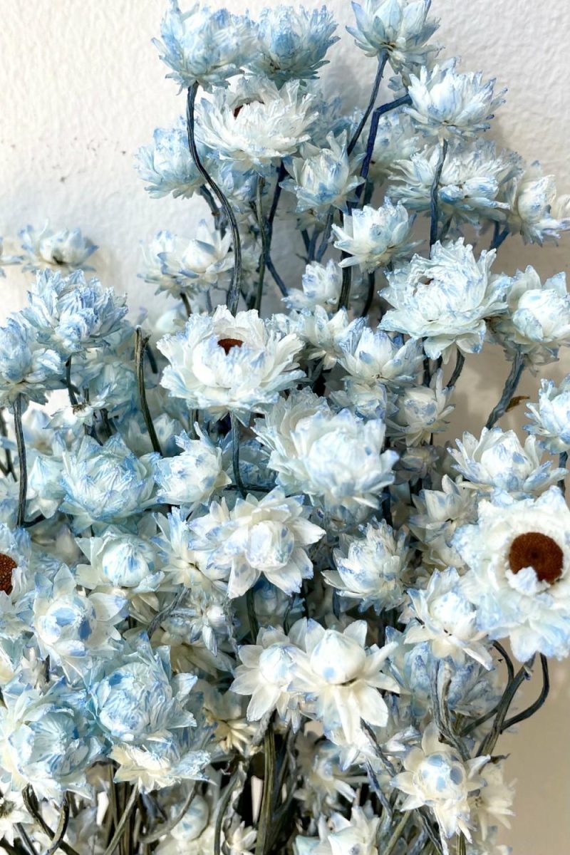 Preserved Floral |   Ammobium Light Blue Color Preserved Bunch Floral Preserved Floral