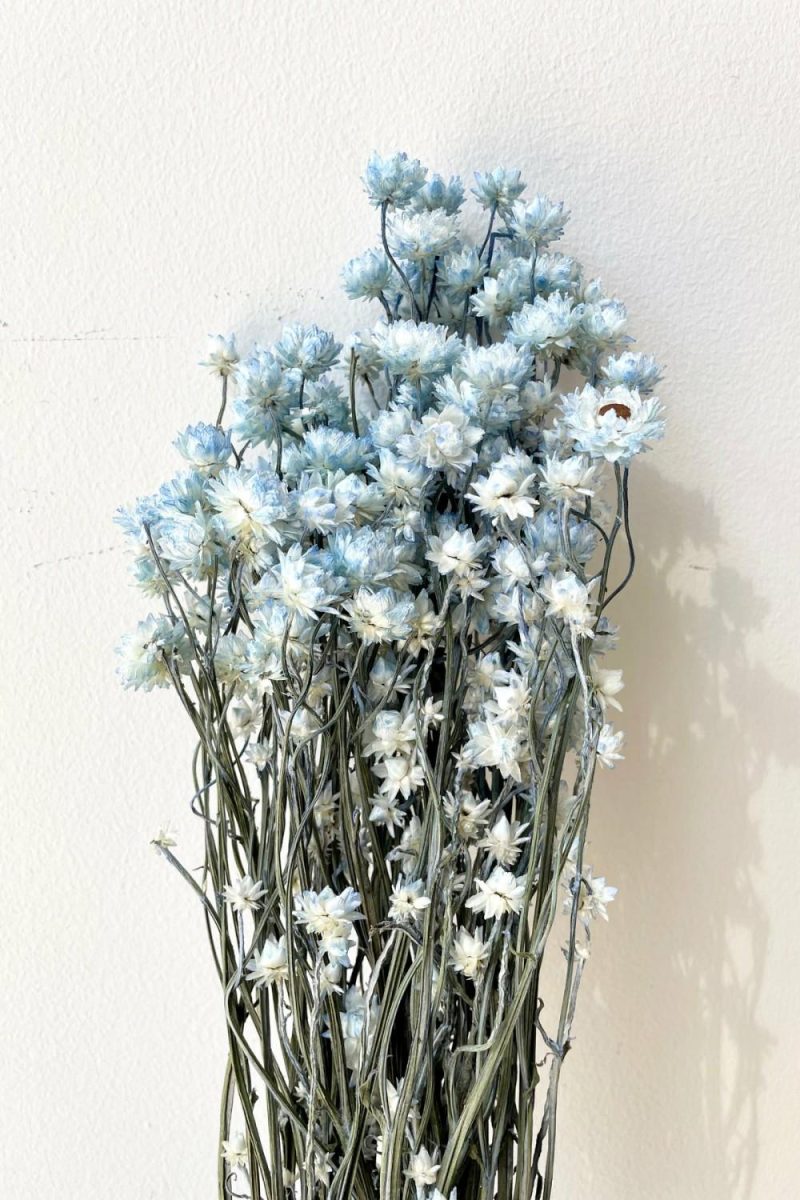 Preserved Floral |   Ammobium Light Blue Color Preserved Bunch Floral Preserved Floral