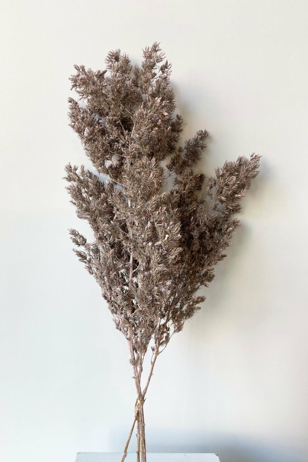 Preserved Floral |   Asparagus Ming Dusty Pink Color Preserved Bunch Floral Preserved Floral