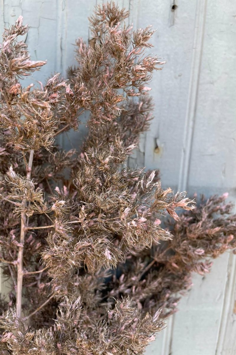 Preserved Floral |   Asparagus Ming Dusty Pink Color Preserved Bunch Floral Preserved Floral