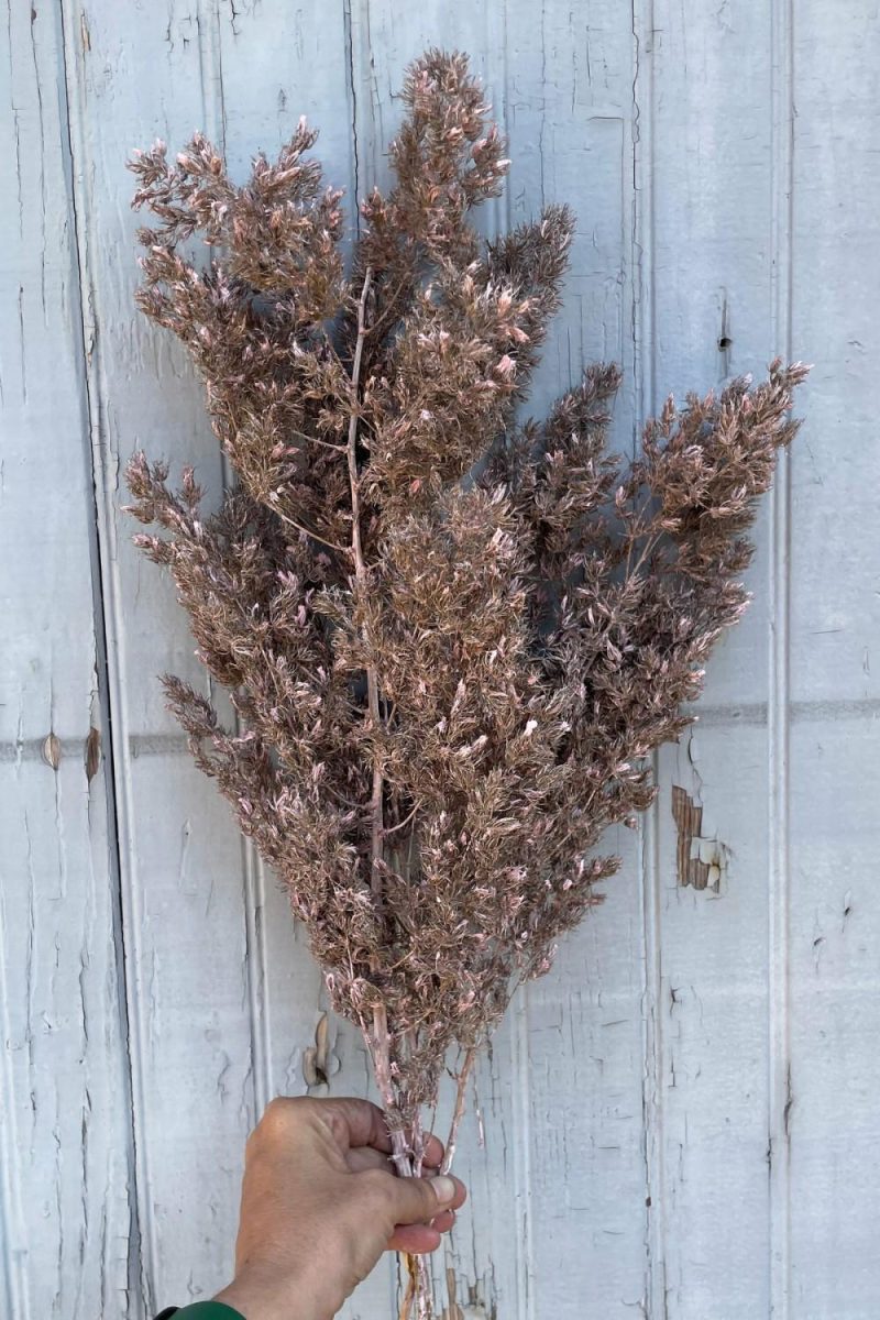 Preserved Floral |   Asparagus Ming Dusty Pink Color Preserved Bunch Floral Preserved Floral