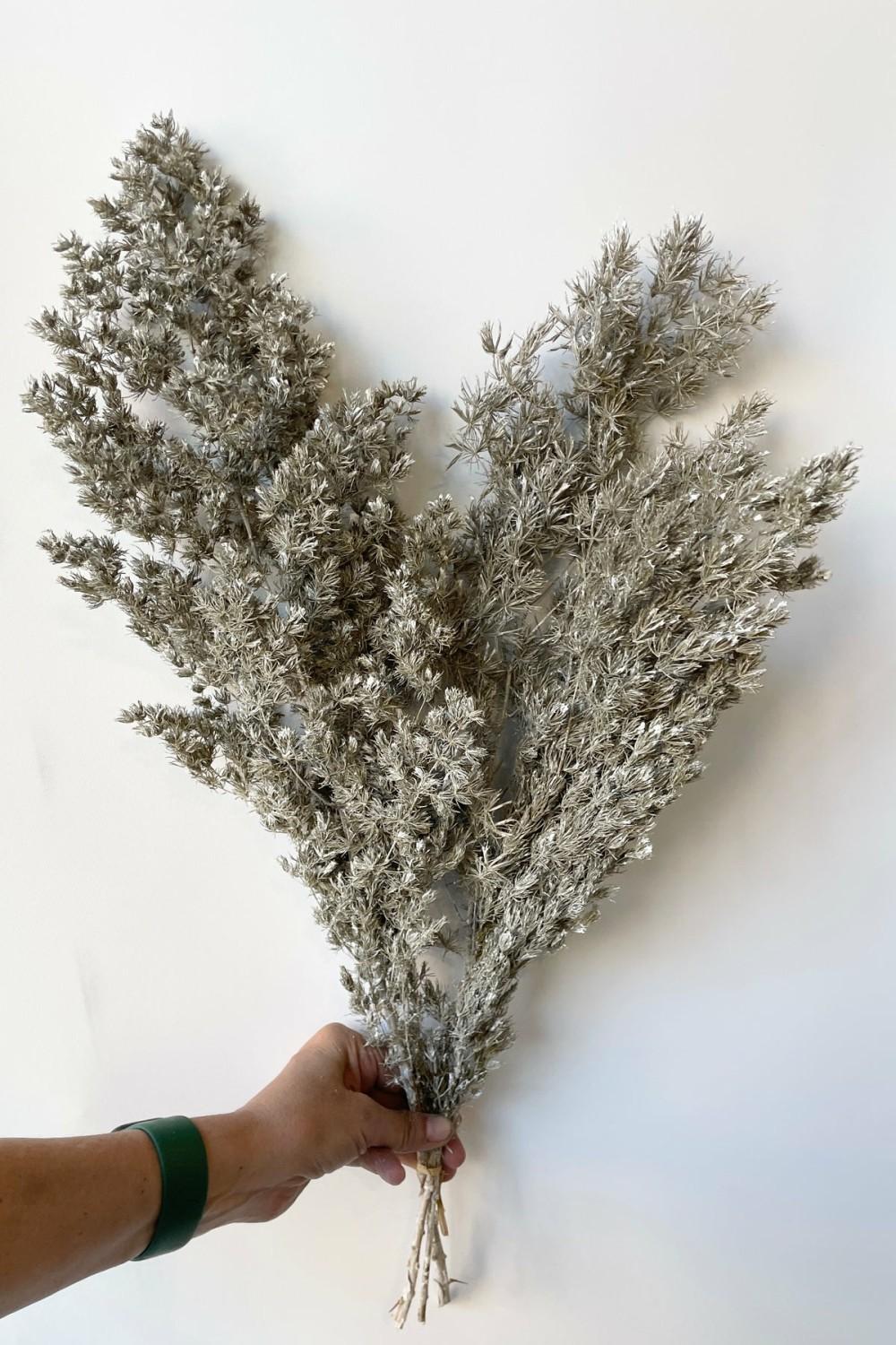 Preserved Floral |   Asparagus Ming Dusty White Color Preserved Bunch Floral Preserved Floral