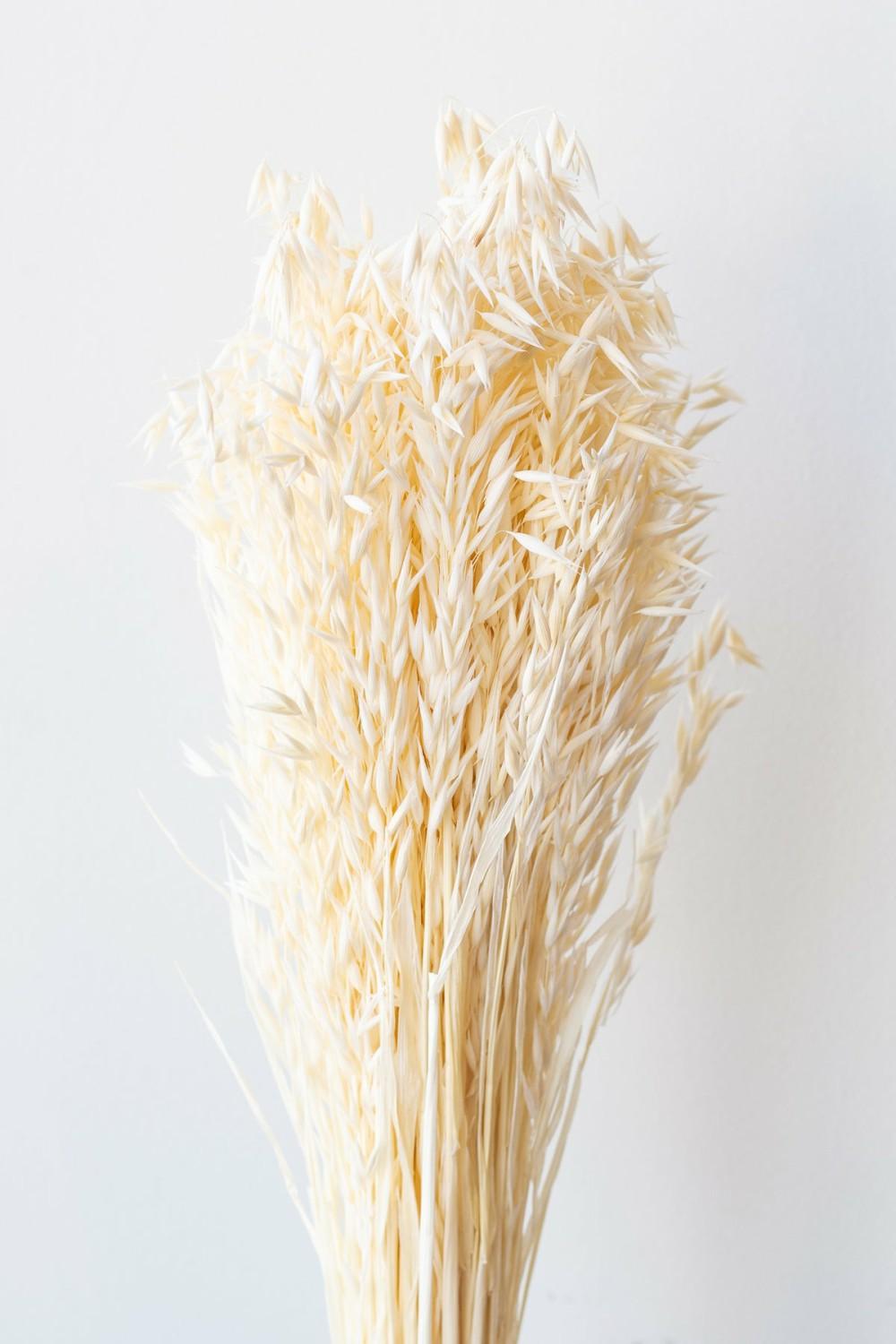 Preserved Floral |   Avena Sativa Bleached Pastel Preserved Bunch Floral Preserved Floral