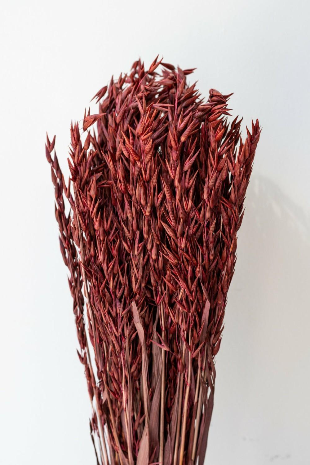 Preserved Floral |   Avena Sativa Burgundy Color Preserved Bunch Floral Preserved Floral