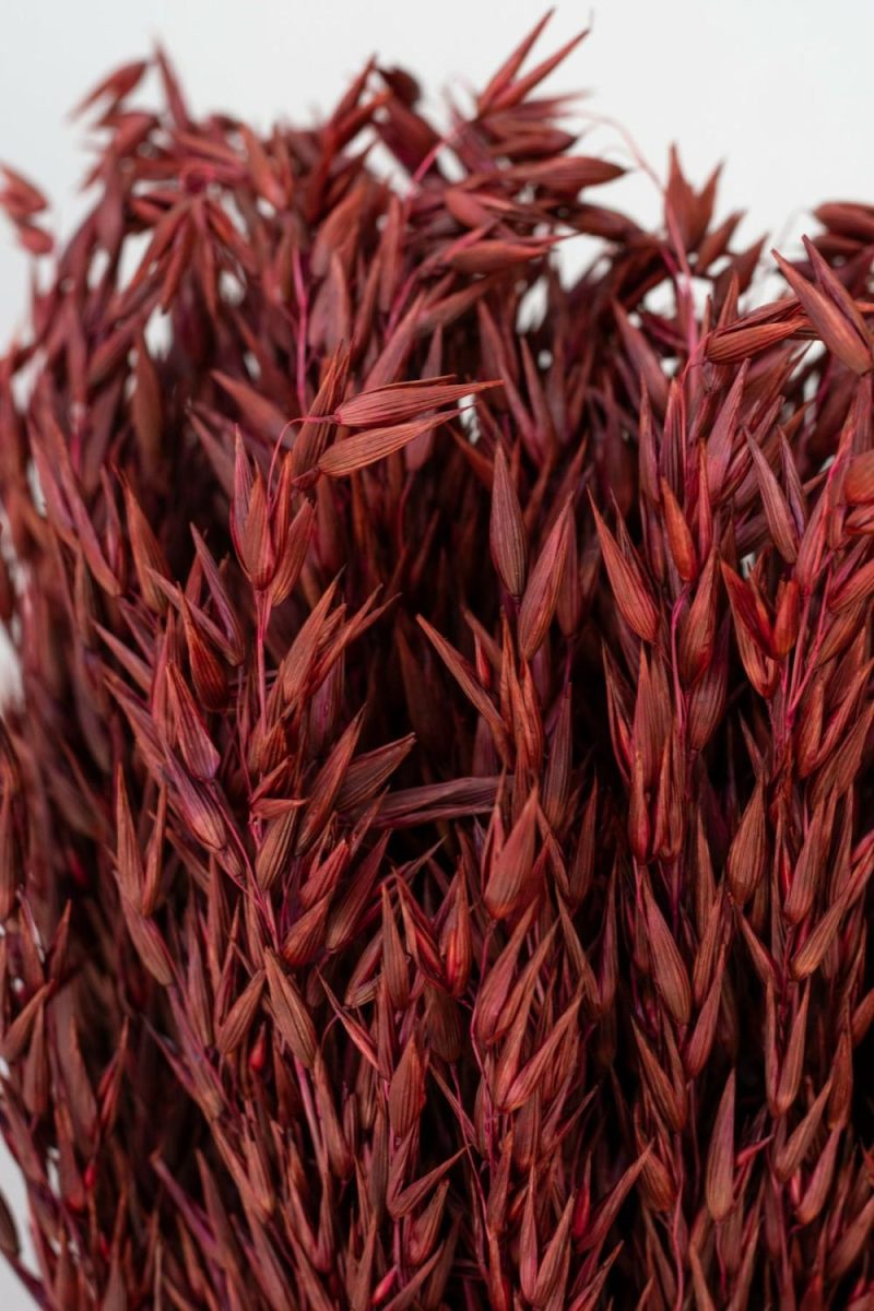 Preserved Floral |   Avena Sativa Burgundy Color Preserved Bunch Floral Preserved Floral