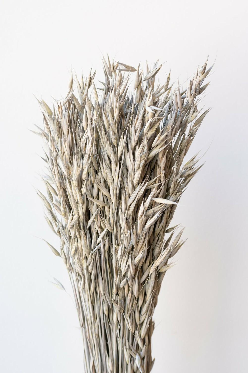 Preserved Floral |   Avena Sativa Matte Grey Washed Color Preserved Bunch Floral Preserved Floral