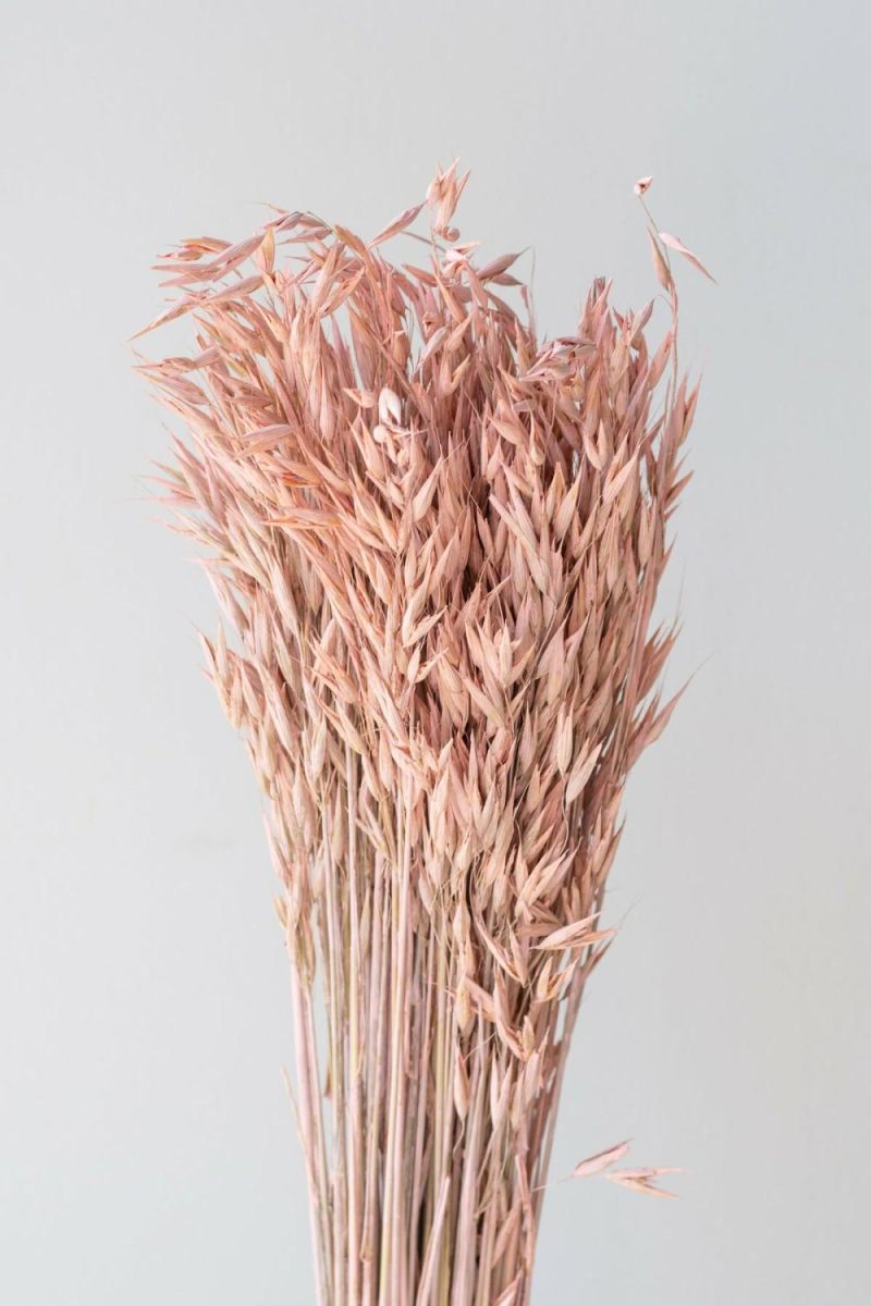 Preserved Floral |   Avena Sativa Matte Pink Washed Color Preserved Bunch Floral Preserved Floral