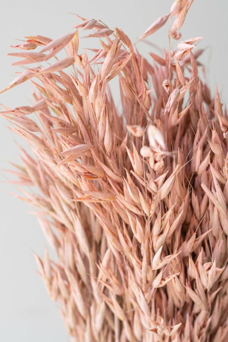 Preserved Floral |   Avena Sativa Matte Pink Washed Color Preserved Bunch Floral Preserved Floral