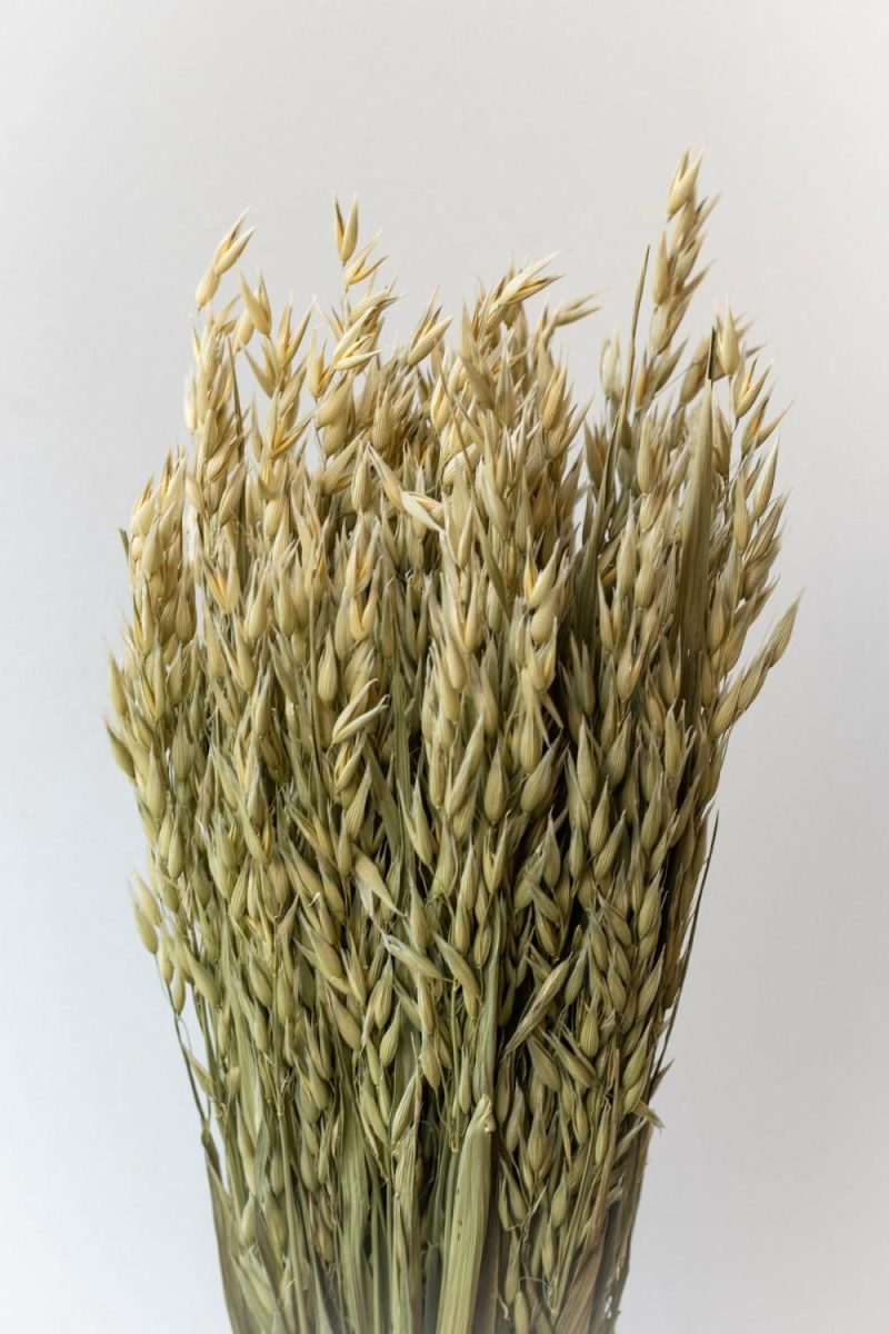 Preserved Floral |   Avena Sativa Natural Preserved Bunch Floral Preserved Floral