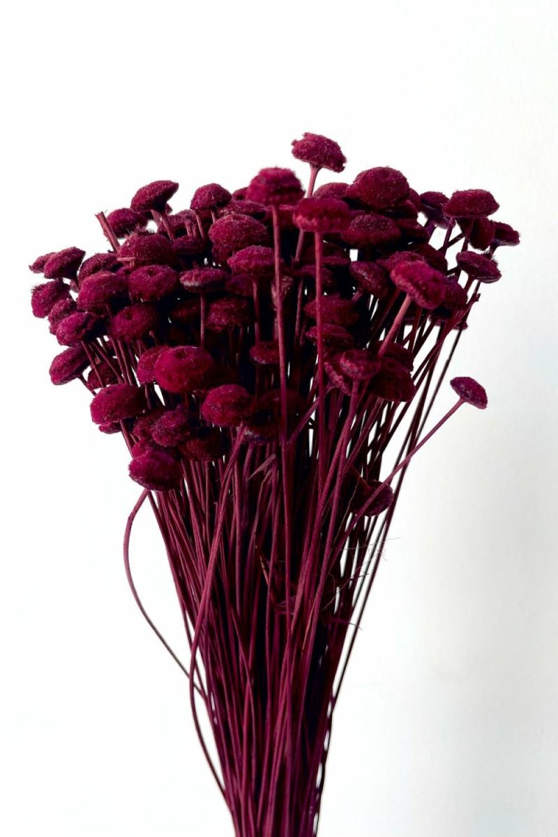 Preserved Floral |   Botao Burgundy Color Preserved Bunch Floral Preserved Floral