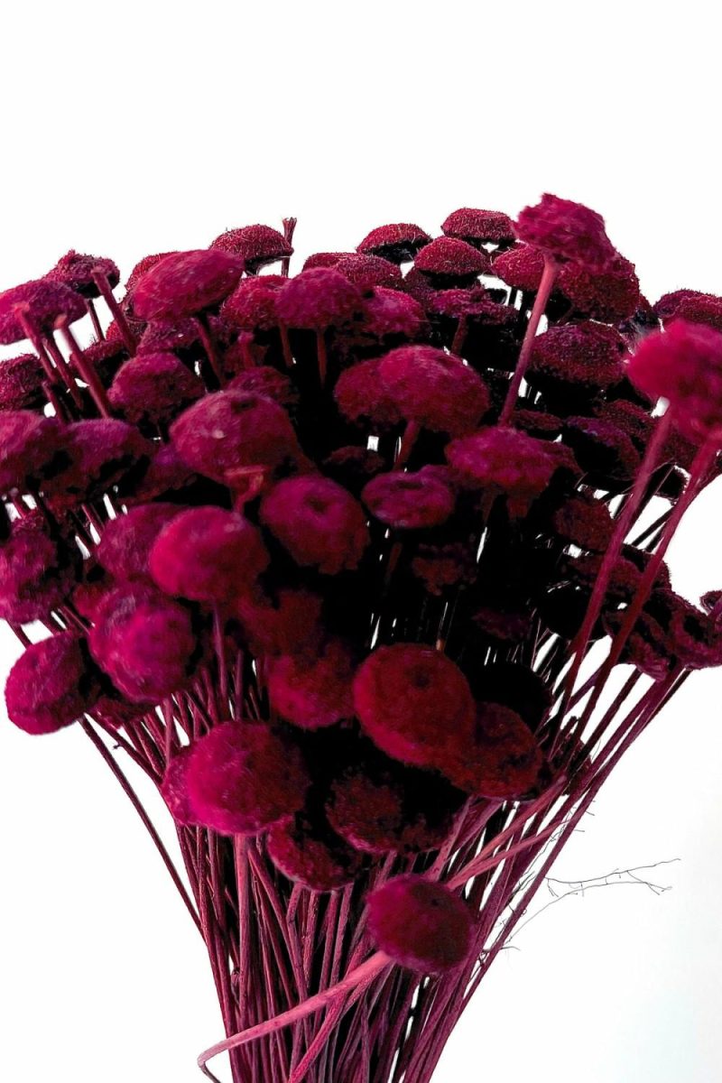 Preserved Floral |   Botao Burgundy Color Preserved Bunch Floral Preserved Floral