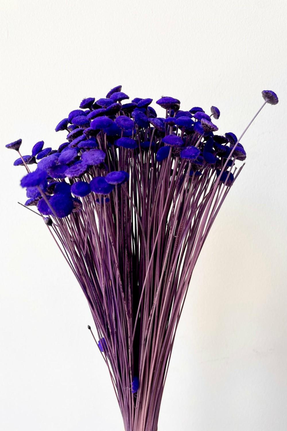 Preserved Floral |   Botao Violet Color Preserved Bunch Floral Preserved Floral