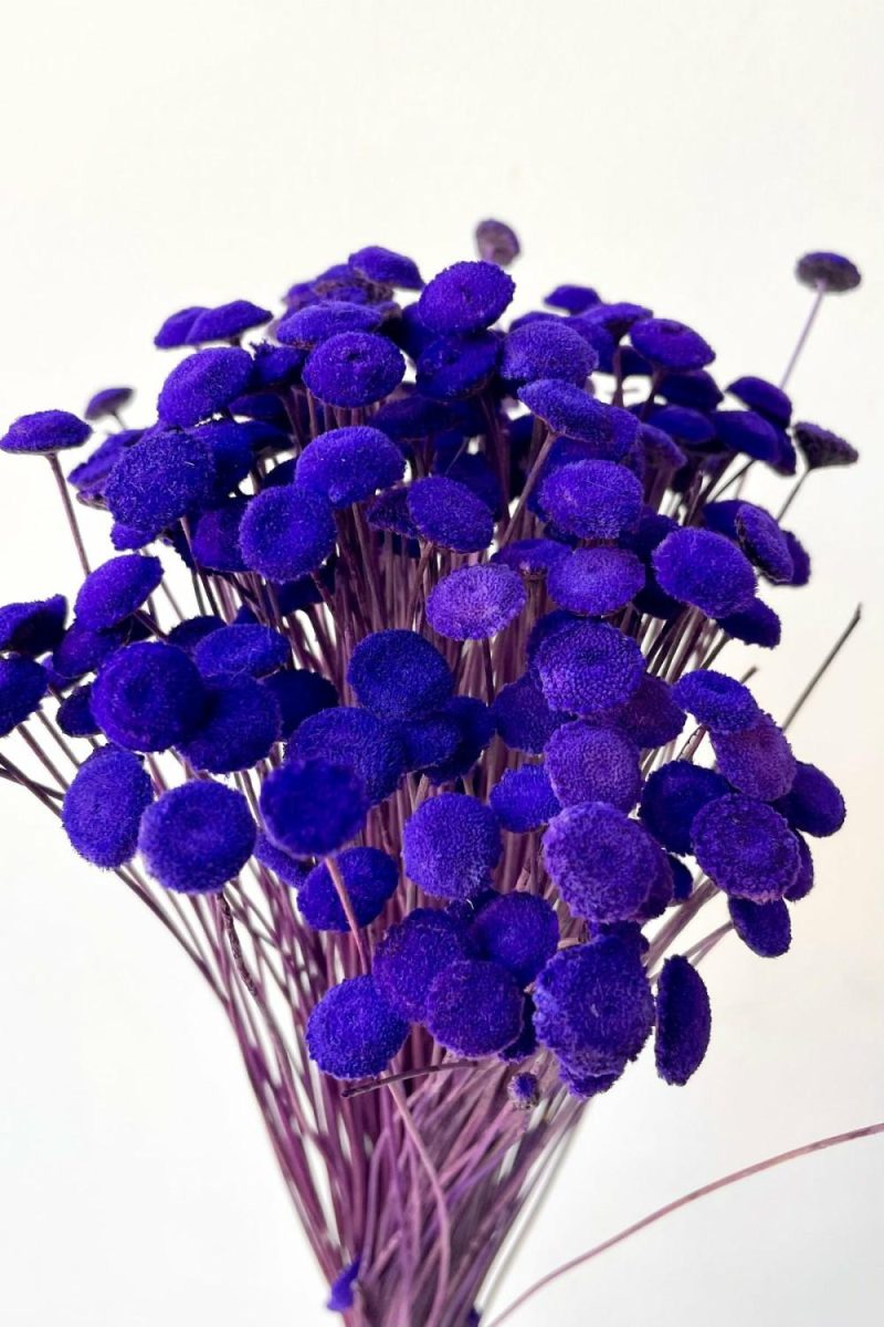 Preserved Floral |   Botao Violet Color Preserved Bunch Floral Preserved Floral