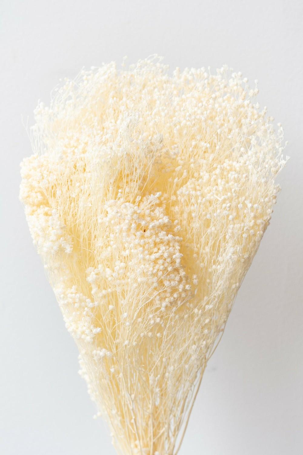 Preserved Floral |   Brooms Bleached Pastel Preserved Bunch Floral Preserved Floral