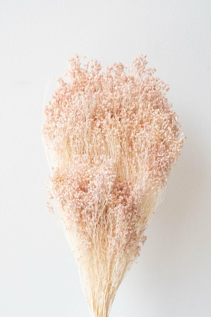 Preserved Floral |   Brooms Light Peach Pastel Preserved Bunch Floral Preserved Floral