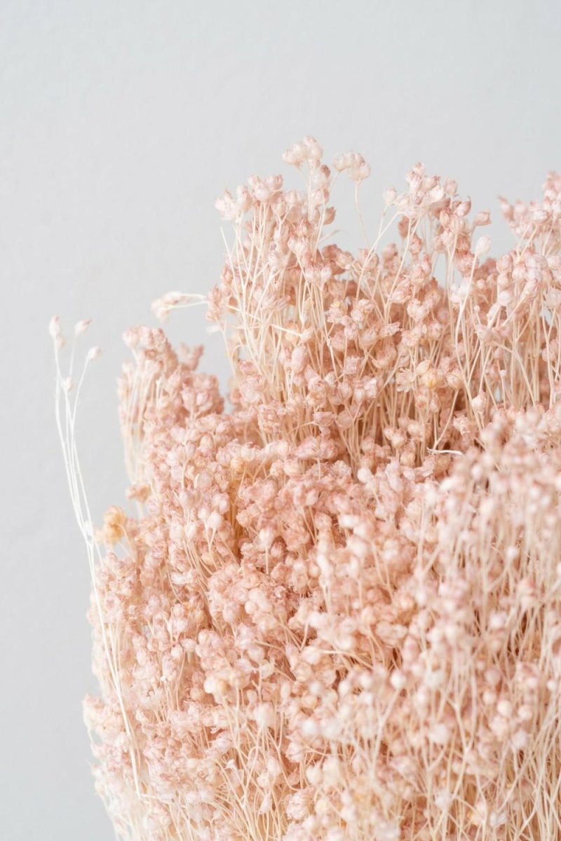 Preserved Floral |   Brooms Light Peach Pastel Preserved Bunch Floral Preserved Floral