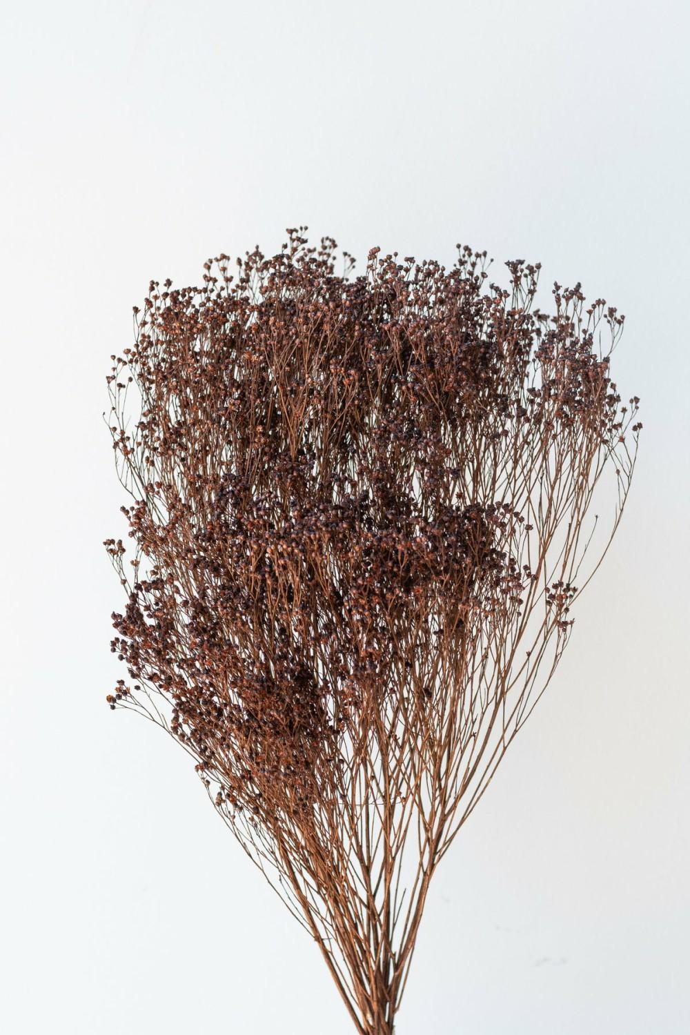 Preserved Floral |   Brooms Mocha Color Preserved Bunch Floral Preserved Floral