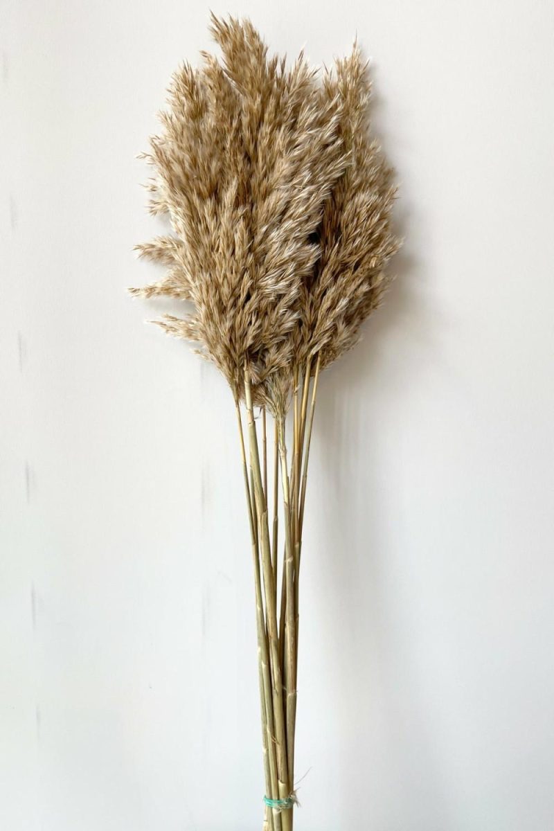 Preserved Floral |   Cane Aroundo Natural Preserved Bunch Floral Preserved Floral