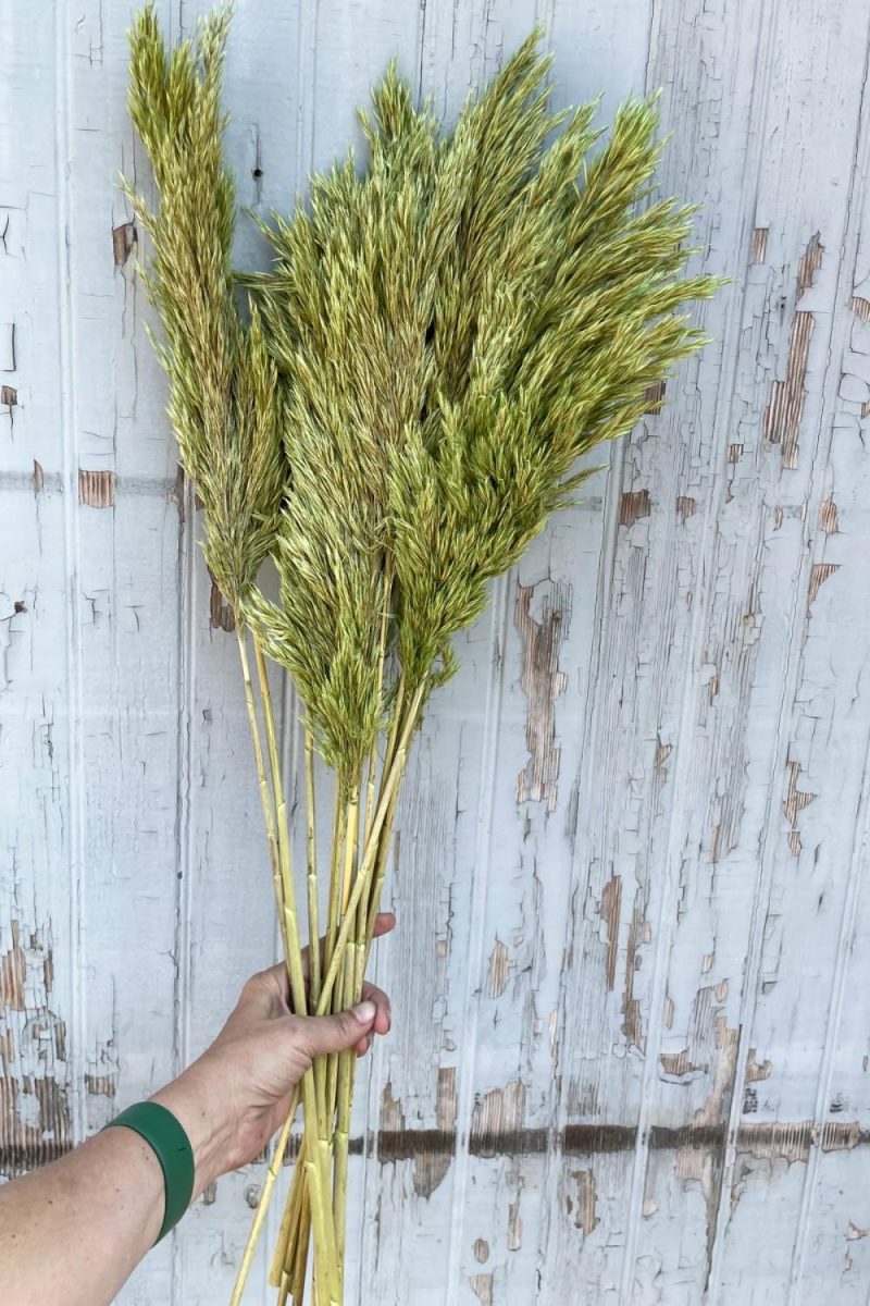 Preserved Floral |   Cane Aroundo Olive Color Preserved Bunch Floral Preserved Floral