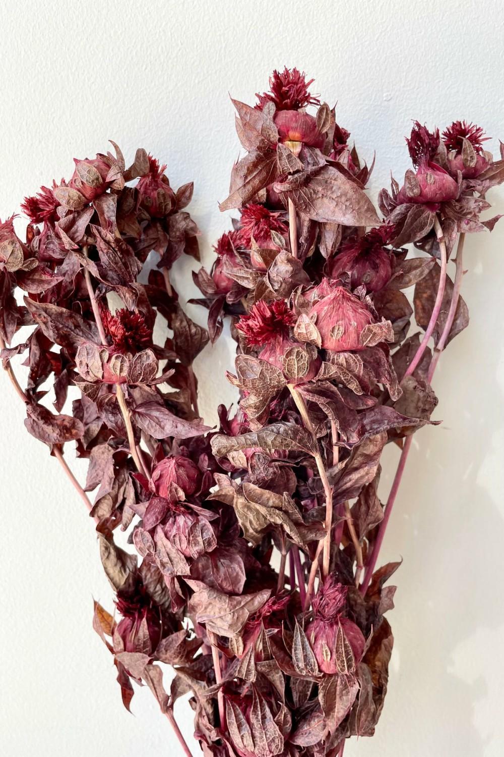 Preserved Floral |   Cartamo Preserved Burgundy Color Bunch Floral Preserved Floral