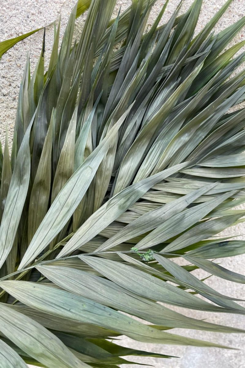 Preserved Floral |   Chico Palm Green Color Preserved Bunch Floral Preserved Floral