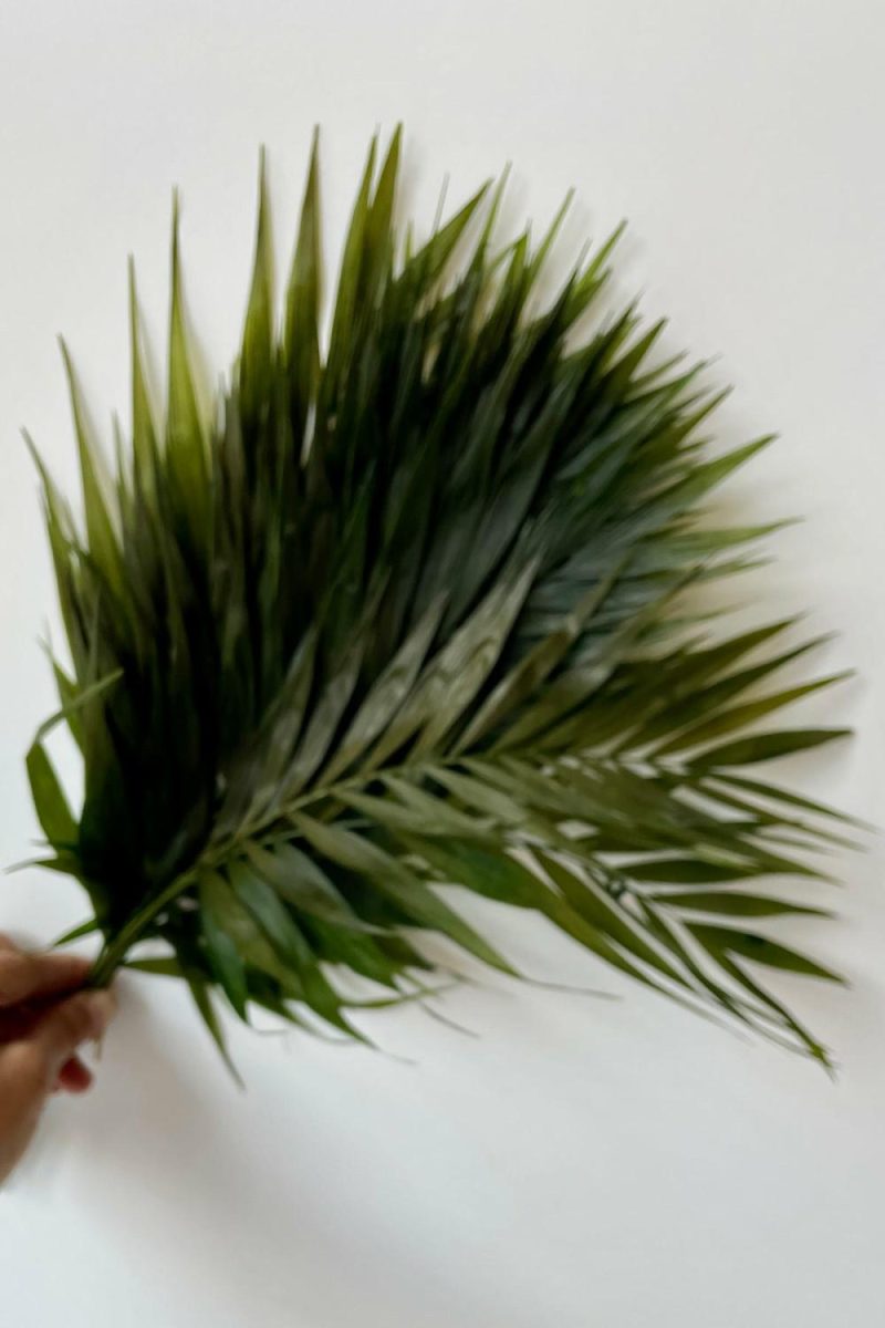 Preserved Floral |   Chico Palm Green Color Preserved Bunch Floral Preserved Floral