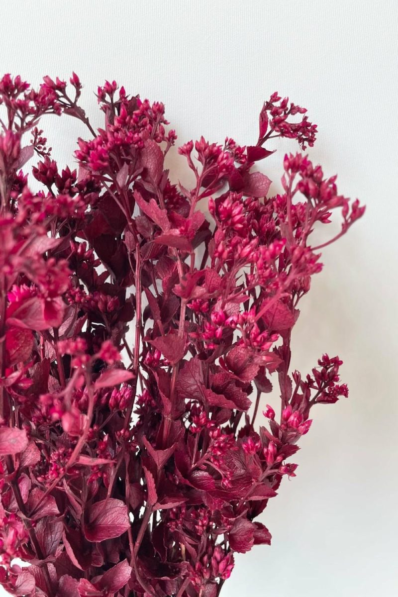 Preserved Floral |   Chuvisco Fuchsia Color Preserved Bunch Floral Preserved Floral