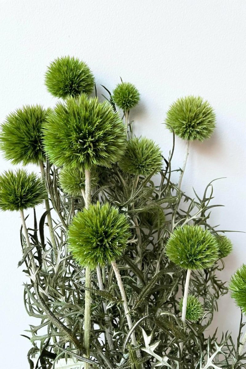 Preserved Floral |   Echinops Light Green Color Preserved Bunch Floral Preserved Floral