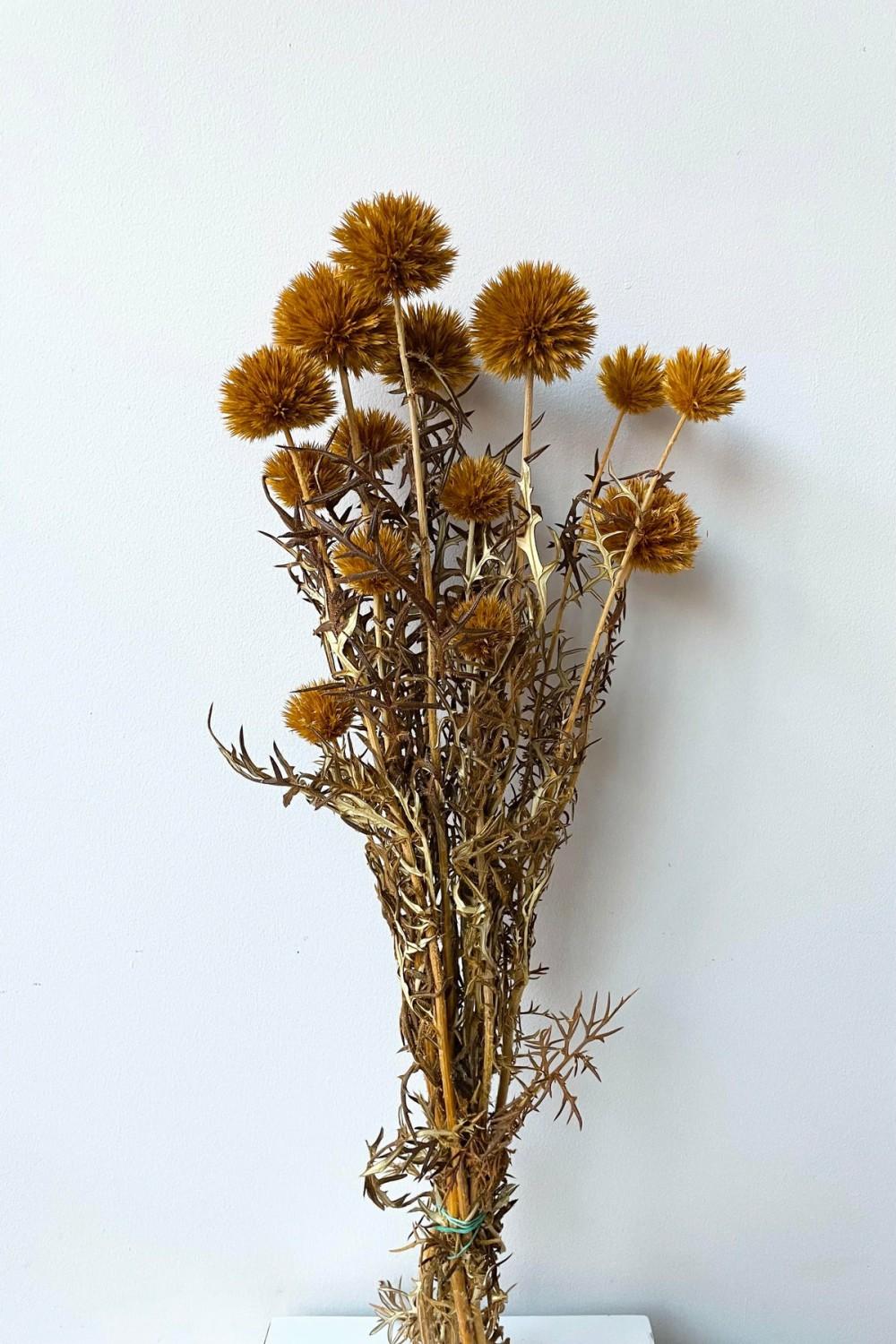 Preserved Floral |   Echinops Ochre Color Preserved Bunch Floral Preserved Floral