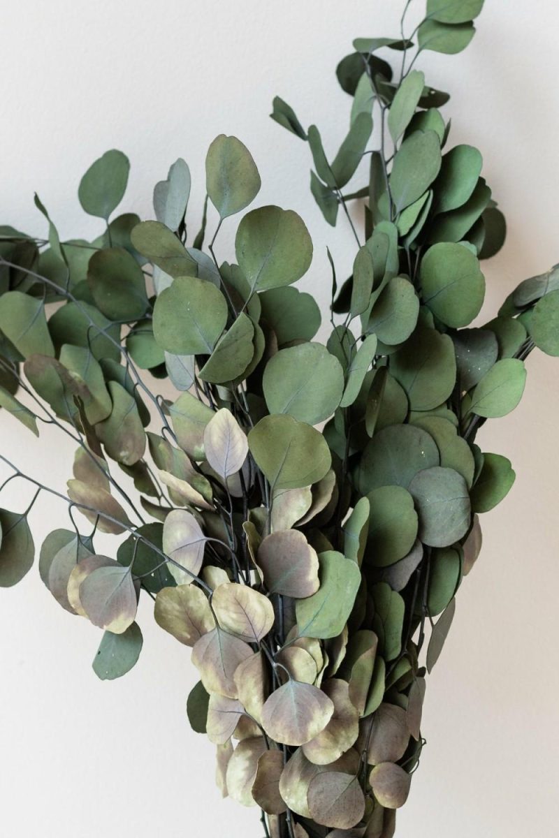 Preserved Floral |   Eucalyptus Populus Natural Color Preserved Bunch Floral Preserved Floral