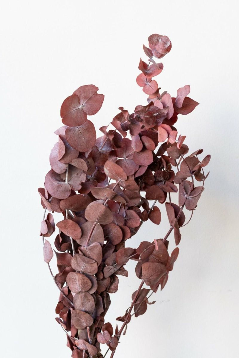 Preserved Floral |   Eucalyptus Spiral Burgundy Color Preserved Bunch Floral Preserved Floral