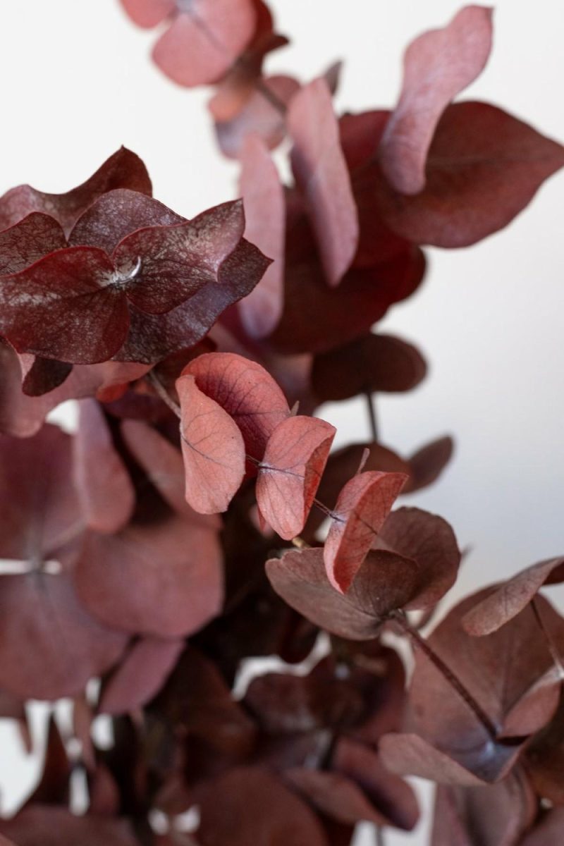 Preserved Floral |   Eucalyptus Spiral Burgundy Color Preserved Bunch Floral Preserved Floral