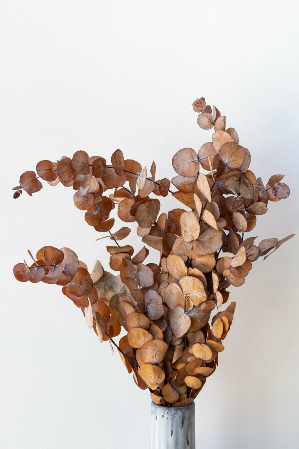 Preserved Floral |   Eucalyptus Spiral Rust Color Preserved Bunch Floral Preserved Floral