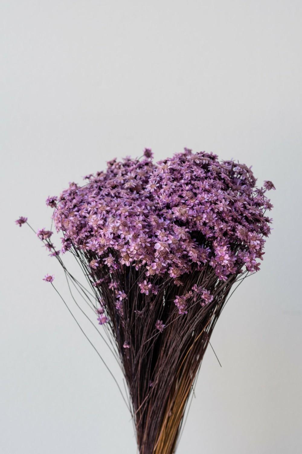 Preserved Floral |   Glixia Lavendar Color Preserved Bunch Floral Preserved Floral