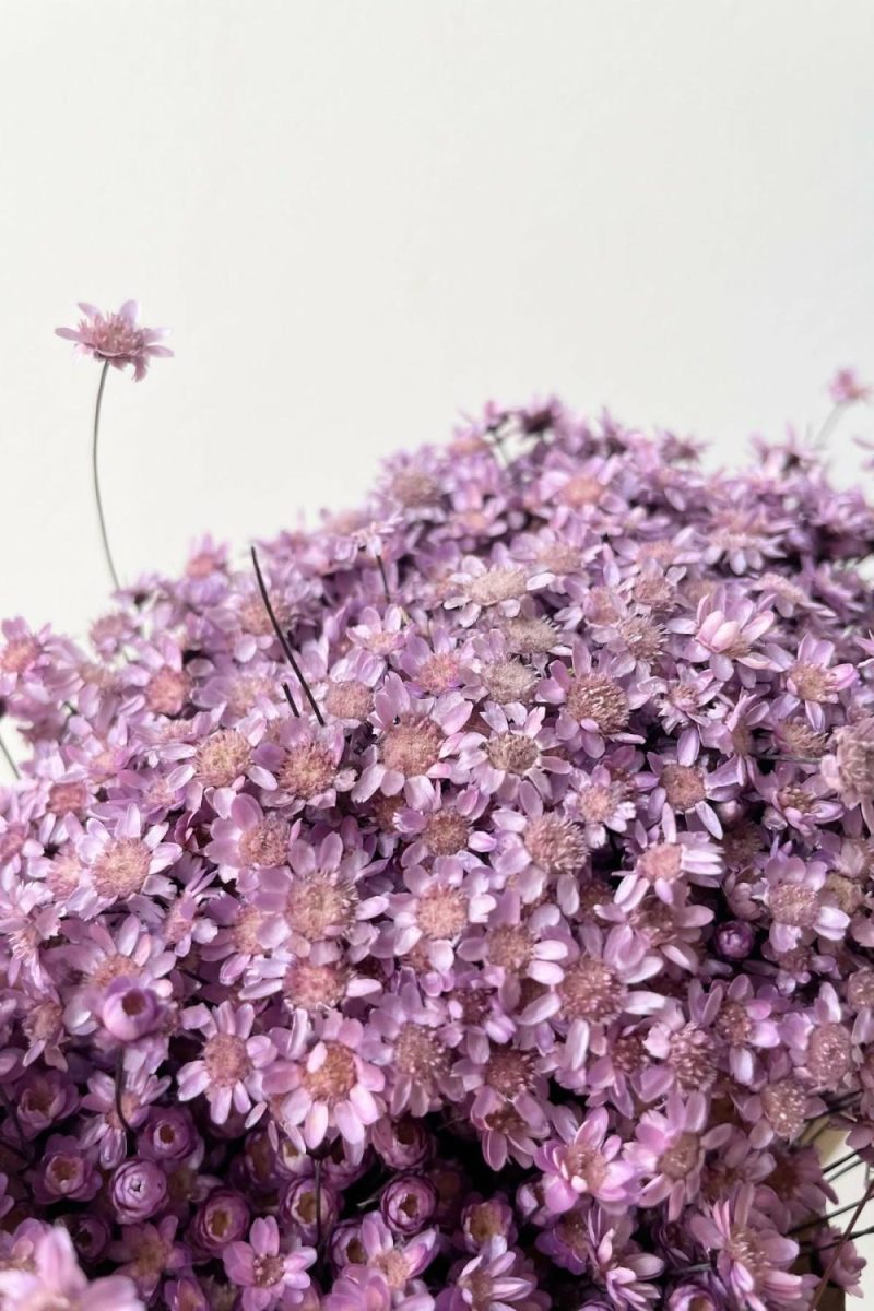 Preserved Floral |   Glixia Lavendar Color Preserved Bunch Floral Preserved Floral