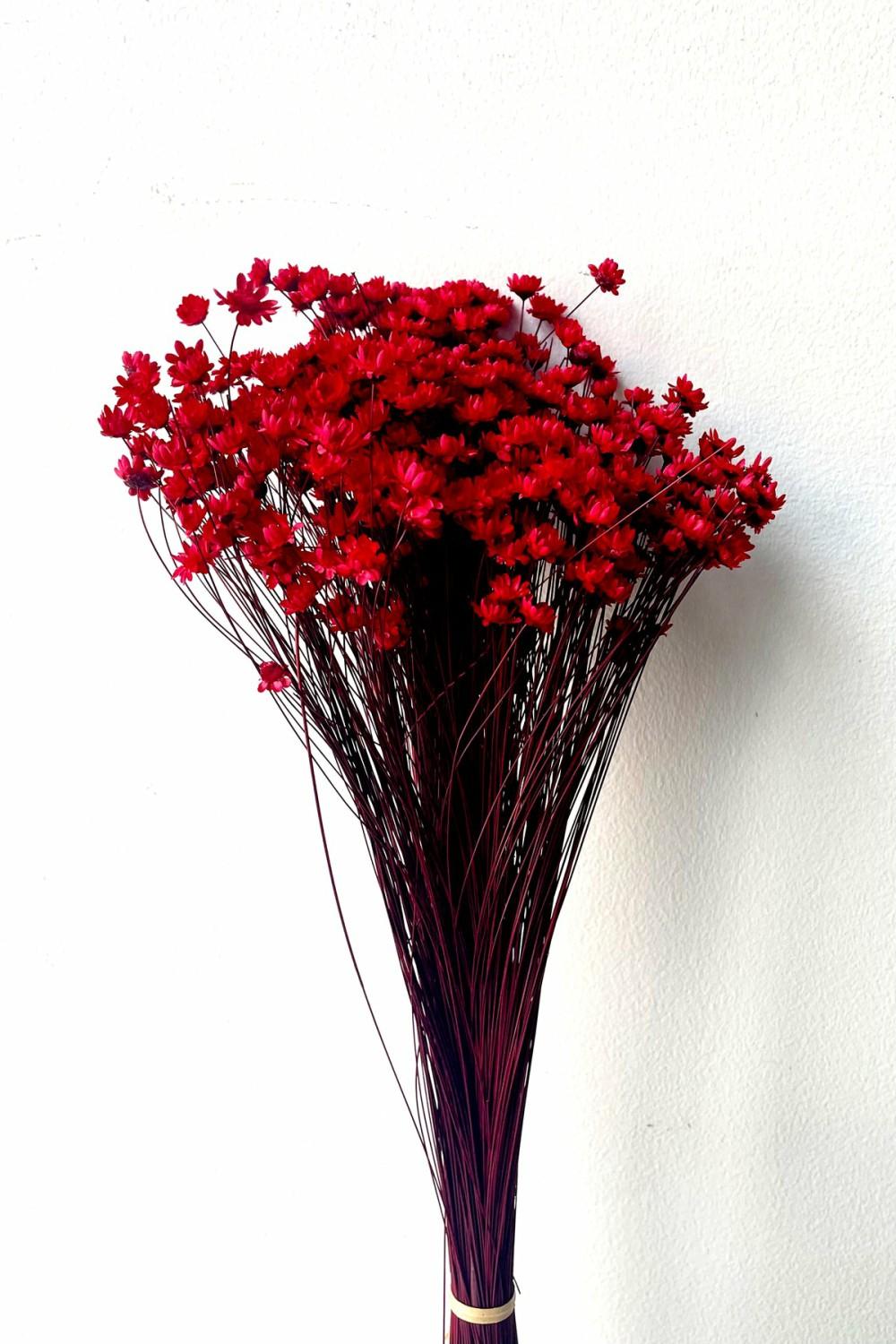 Preserved Floral |   Glixia Red Color Preserved Bunch Floral Preserved Floral