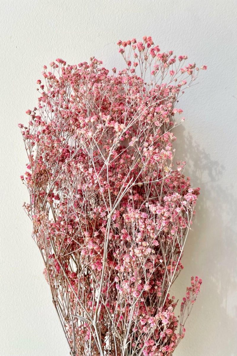 Preserved Floral |   Gypsophila Paniculata Dusty Fuchsia Color Preserved Bunch Floral Preserved Floral