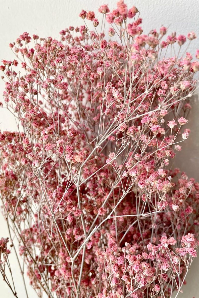 Preserved Floral |   Gypsophila Paniculata Dusty Fuchsia Color Preserved Bunch Floral Preserved Floral