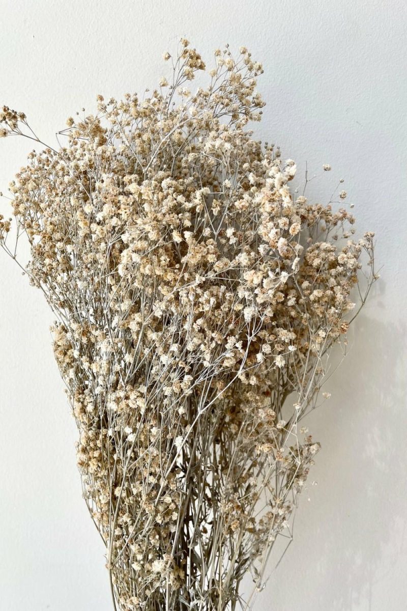 Preserved Floral |   Gypsophila Paniculata Dusty Natural Color Preserved Bunch Floral Preserved Floral