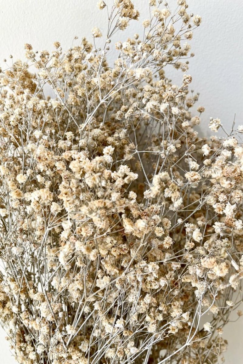 Preserved Floral |   Gypsophila Paniculata Dusty Natural Color Preserved Bunch Floral Preserved Floral