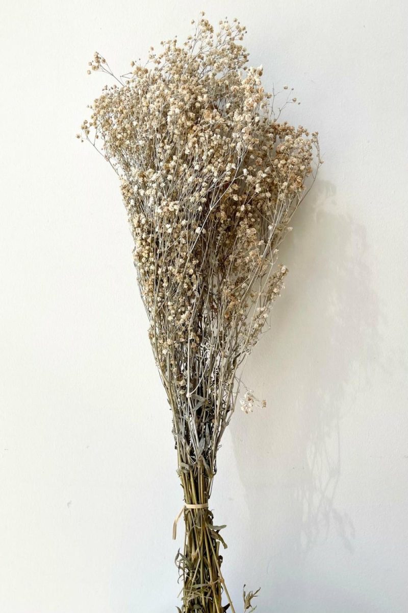 Preserved Floral |   Gypsophila Paniculata Dusty Natural Color Preserved Bunch Floral Preserved Floral