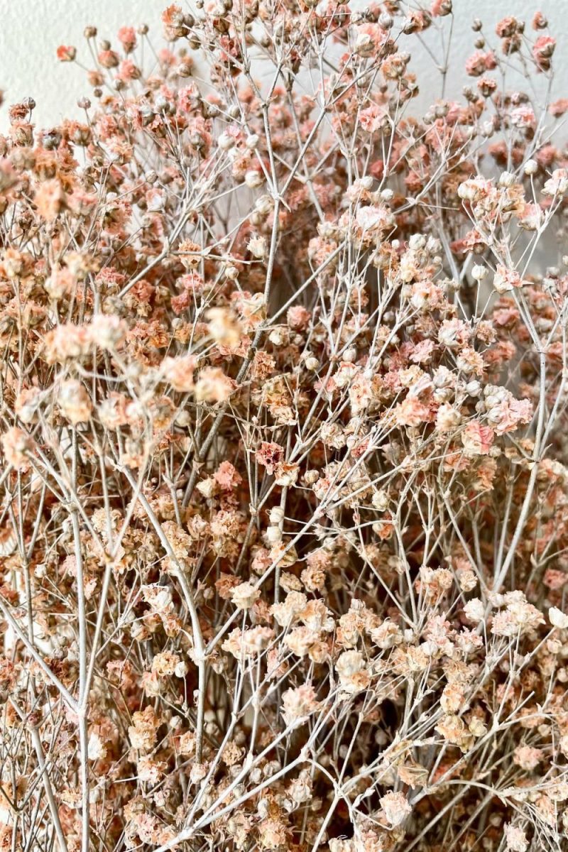 Preserved Floral |   Gypsophila Paniculata Dusty Pink Color Preserved Bunch Floral Preserved Floral