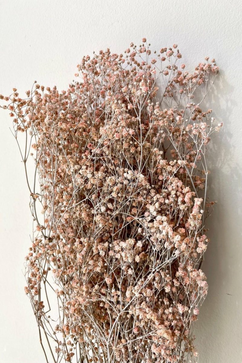 Preserved Floral |   Gypsophila Paniculata Dusty Pink Color Preserved Bunch Floral Preserved Floral