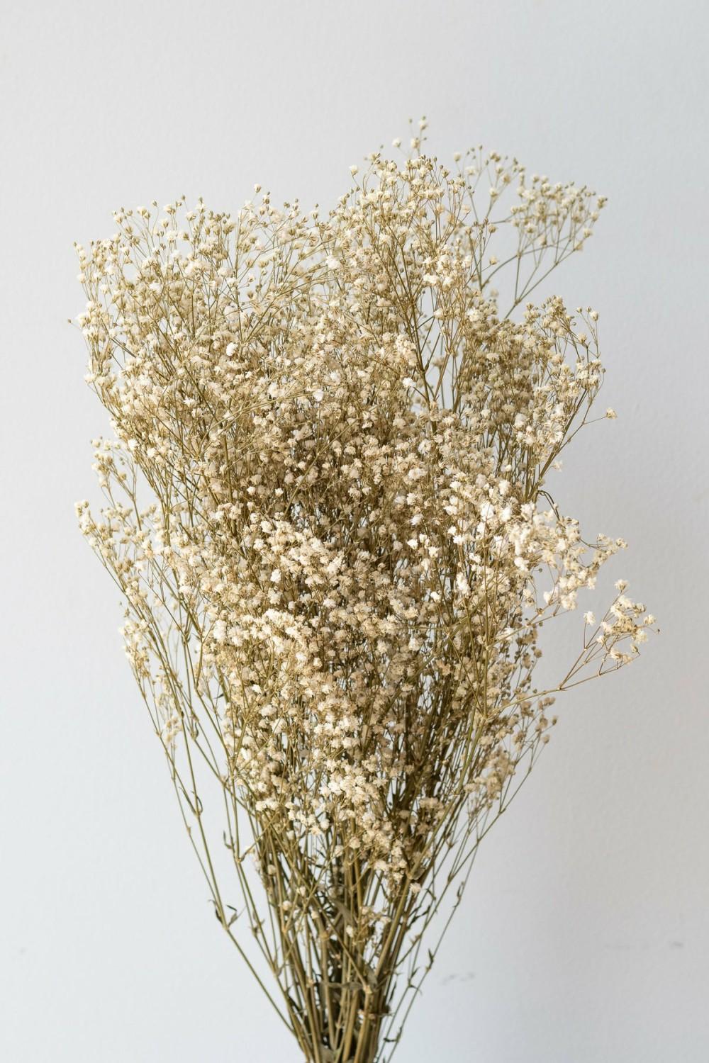 Preserved Floral |   Gypsophila Paniculata Natural Preserved Bunch Floral Preserved Floral