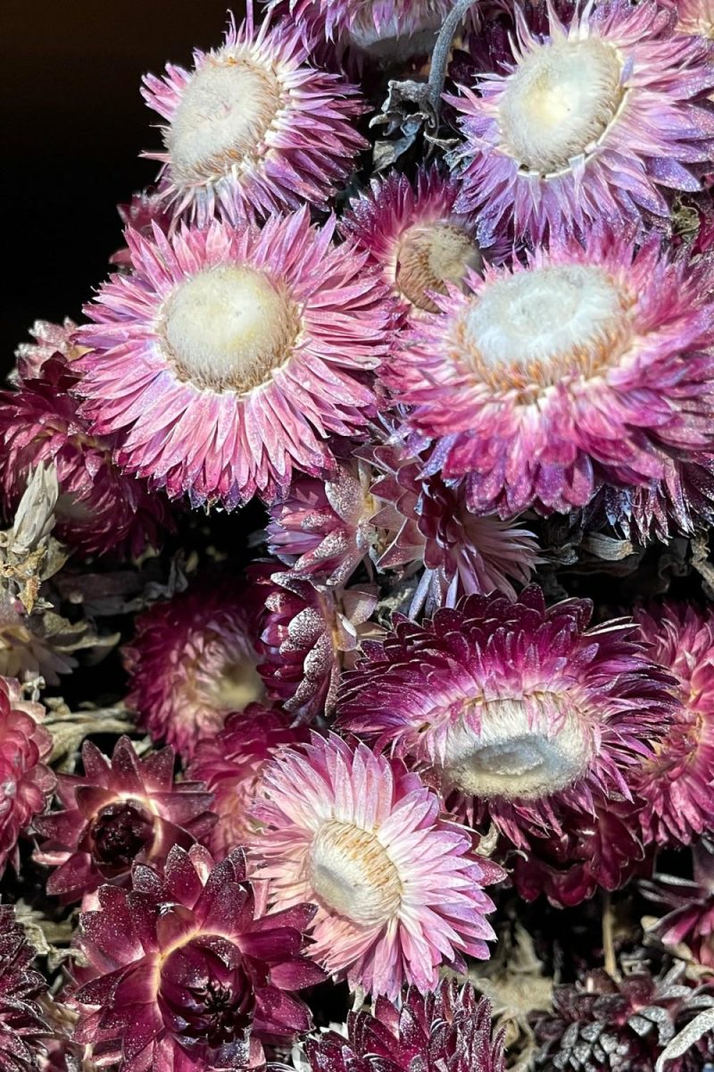 Preserved Floral |   Helichrysum Dusty Fuchsia Color Preserved Bunch Floral Preserved Floral