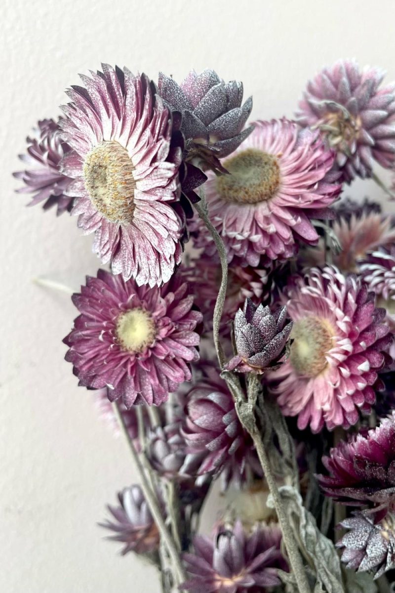 Preserved Floral |   Helichrysum Dusty Fuchsia Color Preserved Bunch Floral Preserved Floral