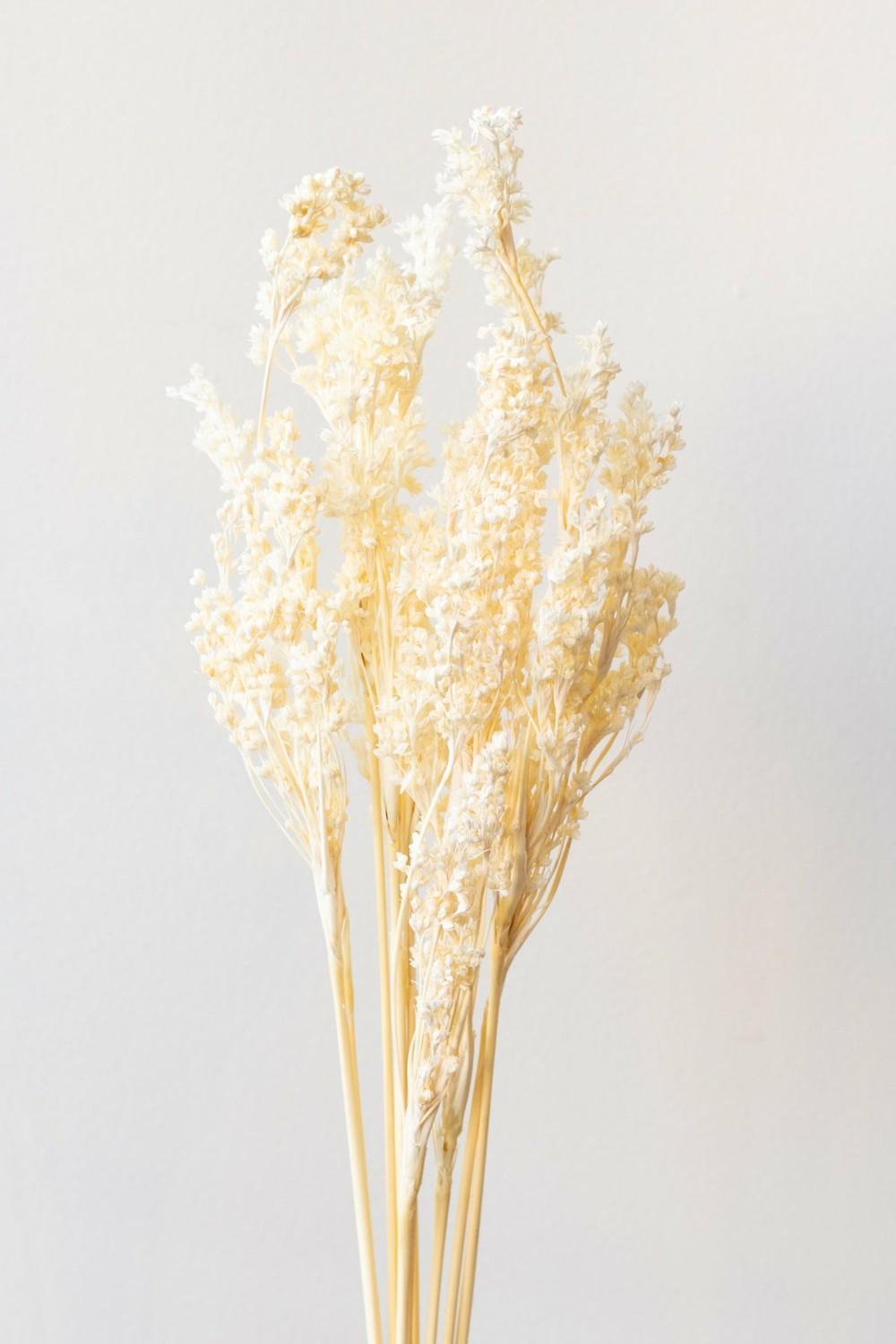 Preserved Floral |   Junquillo Bleached Pastel Preserved Bunch Floral Preserved Floral