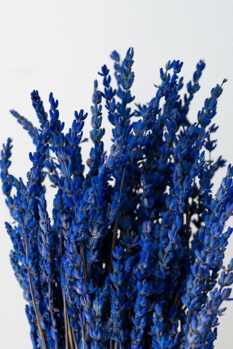 Preserved Floral |   Lavandula Indigo Preserved Bunch Floral Preserved Floral