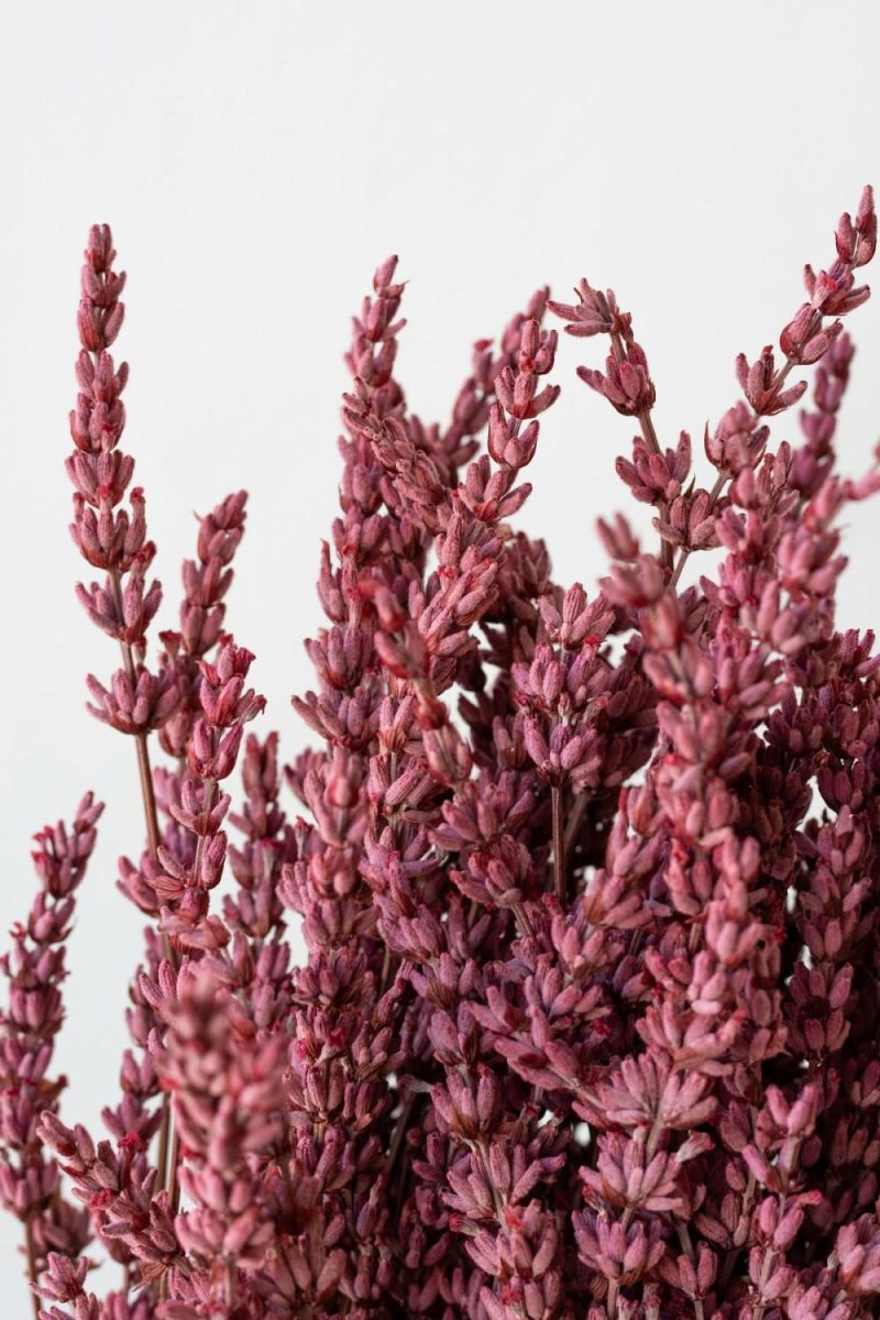 Preserved Floral |   Lavandula Light Pink Preserved Bunch Floral Preserved Floral